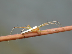 Oxyopes shweta