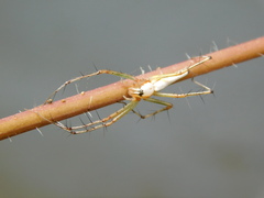 Oxyopes shweta