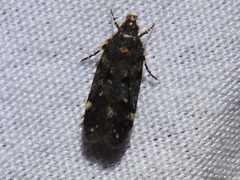 Chionodes bicostomaculella