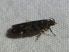 Chionodes bicostomaculella