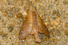 Paralebeda uniformis