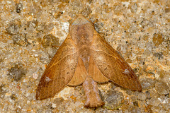 Paralebeda uniformis