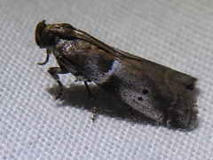 Quasisalebria atratella