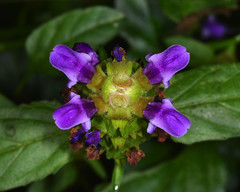 Prunella vulgaris lanceolata