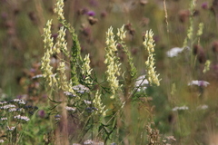 Aconitum barbatum