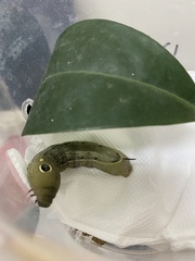 Hippotion celerio