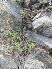 Plantago maritima juncoides