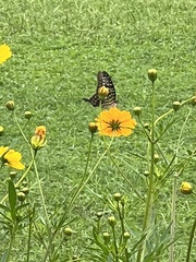 Graphium agamemnon