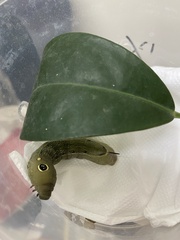 Hippotion celerio