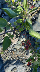 Solanum dulcamara