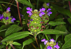 Prunella vulgaris lanceolata