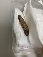 Hippotion celerio
