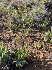 Senecio glossanthus