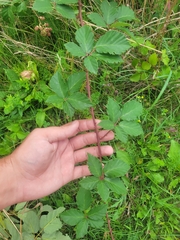 Rubus serissimus