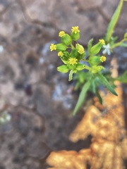 Senecio glossanthus