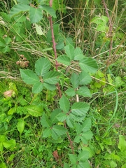 Rubus serissimus