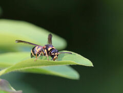 Parancistrocerus fulvipes