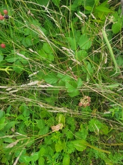 Rubus serissimus
