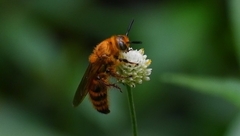 Campsomerinae