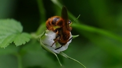 Campsomerinae