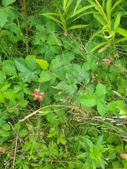 Rubus serissimus
