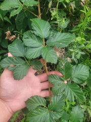 Rubus serissimus