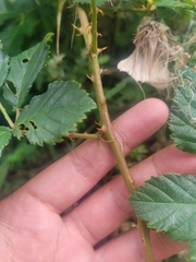 Rubus serissimus
