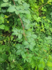 Rubus serissimus