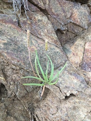Plantago maritima juncoides