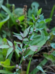 Polygonum aviculare aviculare