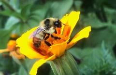 Bombus rufocinctus