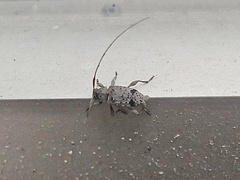 Hyperplatys maculatus