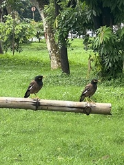 Acridotheres tristis