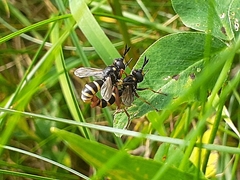 Conops quadrifasciatus