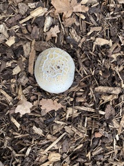 Agaricus