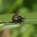 Popillia dilutipennis - Photo (c) wklegend, algunos derechos reservados (CC BY-NC), subido por wklegend