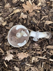 Agaricus