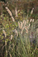 Melica transsilvanica
