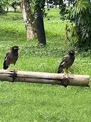 Acridotheres tristis