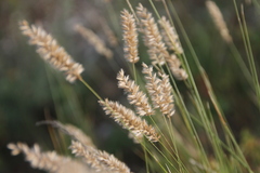 Melica transsilvanica