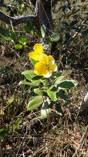 Senna rugosa
