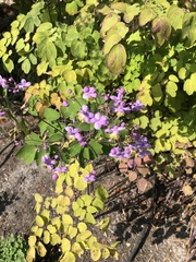 Angiospermae