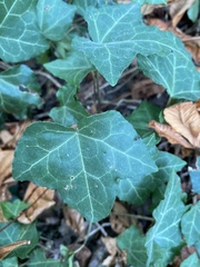 Hedera helix
