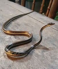 Dendrelaphis pictus