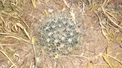 Mammillaria zephyranthoides