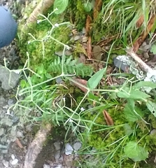 Cerastium subpilosum