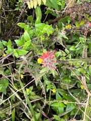 Castilleja arvensis arvensis