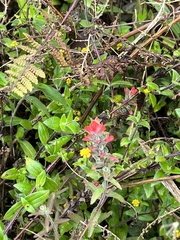 Castilleja arvensis arvensis
