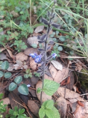 Salvia assurgens