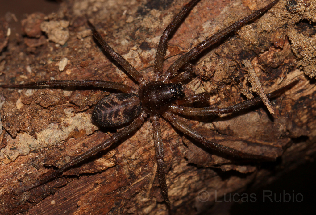 Creugas lisei